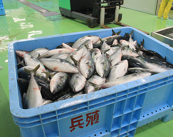 漁獲されたブリ